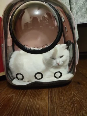 Luxury Cat Space Capsule Transparent Backpack photo review