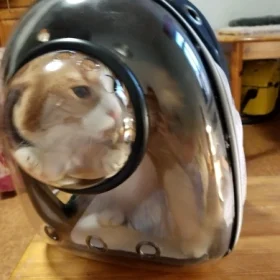 Luxury Cat Space Capsule Transparent Backpack photo review