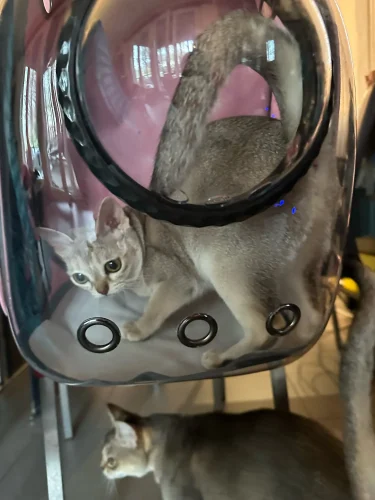 Luxury Cat Space Capsule Transparent Backpack photo review