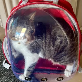 Luxury Cat Space Capsule Transparent Backpack photo review