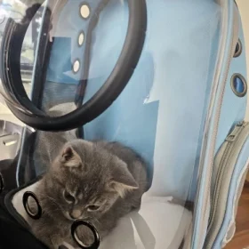 Luxury Cat Space Capsule Transparent Backpack photo review