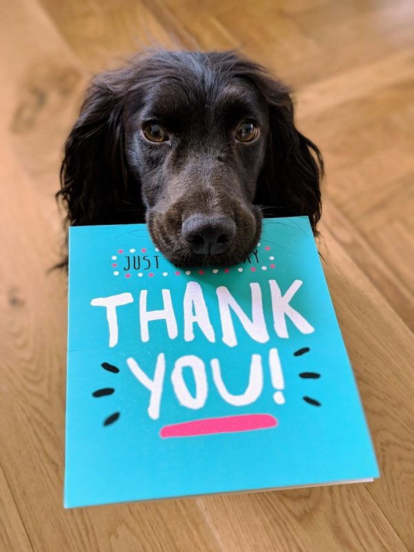 Adorable black dog holding a thank you card in its mouth, sitting on a wooden floor, emphasizing gratitude and friendly service from Monalisa Medical Store.