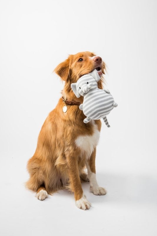 Playful dog holding a soft gray striped elephant toy in its mouth, sitting on a white background. Perfect for pet and dog toy shopping at Monalisa Store, offering quality pet products and accessories.