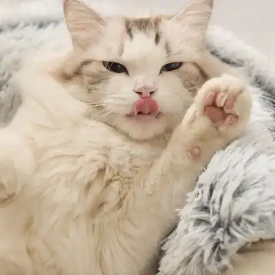Adorable fluffy cat showing tongue and relaxed mood, ideal image for pet care, feline lovers, and cozy pet accessories.