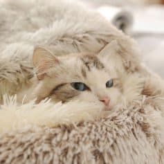 A beautiful, relaxed cat lying on a soft, fluffy blanket, showcasing comfort and tranquil moments perfect for pet care and love.