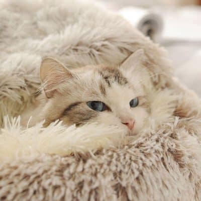 A beautiful, relaxed cat lying on a soft, fluffy blanket, showcasing comfort and tranquil moments perfect for pet care and love.