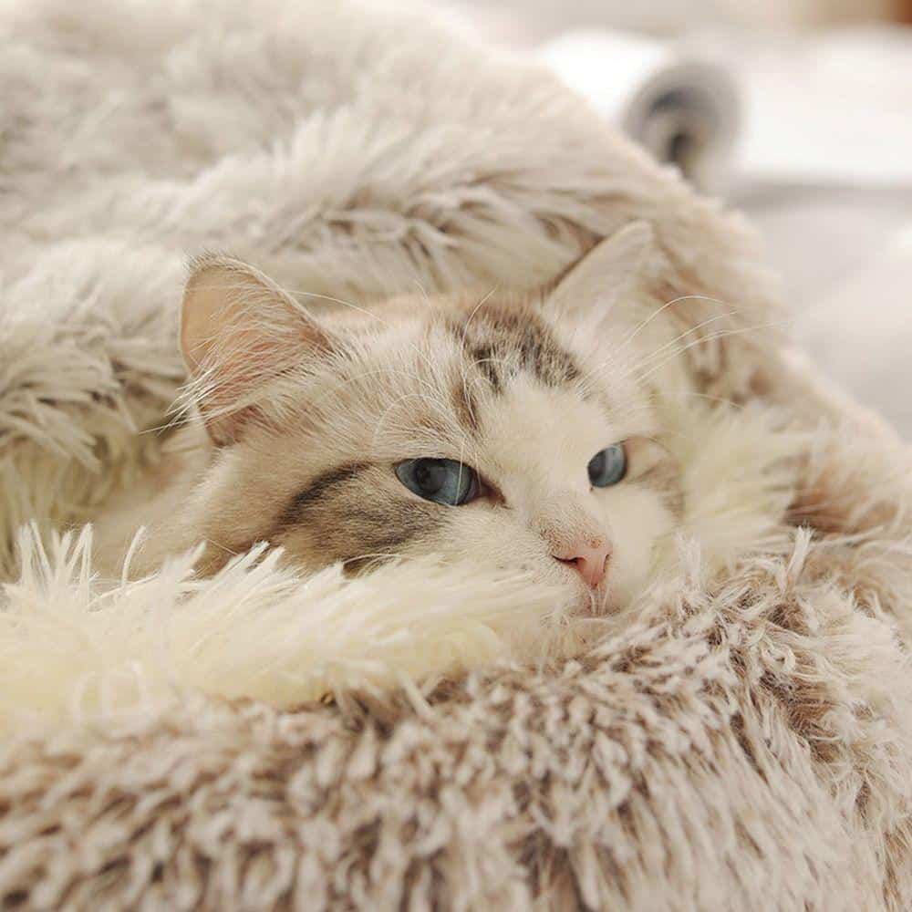 A beautiful, relaxed cat lying on a soft, fluffy blanket, showcasing comfort and tranquil moments perfect for pet care and love.