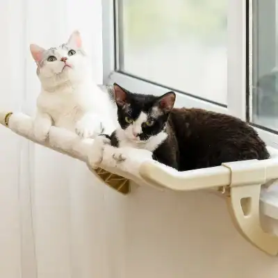 Adorable cats relaxing on a window perch at Monalisa Medical Store, showcasing pet accessories and feline comfort products available for pet owners.