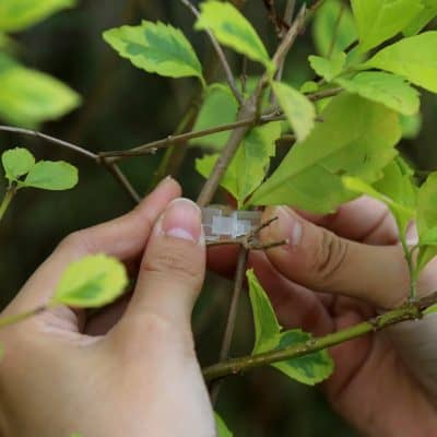 Close-up of hands using a small device to examine plant leaves and branches for health assessment at Monalisa Store.