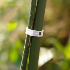 Close-up of a plant tie, securing bamboo stalks with a white plastic fastener, promoting healthy growth and preventing damage in outdoor gardening environments.