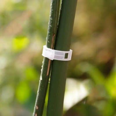 Close-up of a plant tie, securing bamboo stalks with a white plastic fastener, promoting healthy growth and preventing damage in outdoor gardening environments.