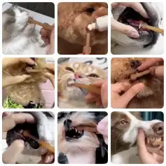 Close-up of pets receiving oral health care and grooming services.