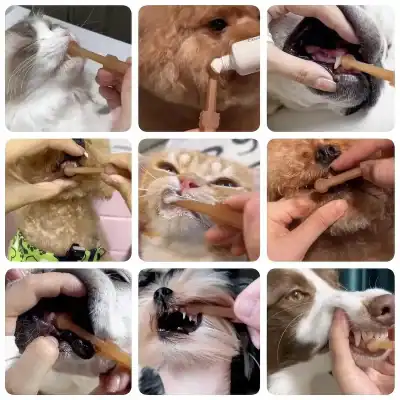 Close-up of pets receiving oral health care and grooming services.