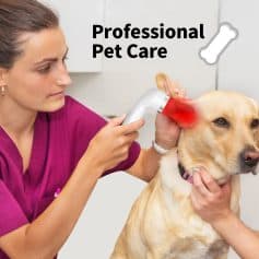 A professional veterinary technician uses a laser device on the ear of a friendly Labrador retriever for pet care treatment, highlighting trusted animal healthcare services.