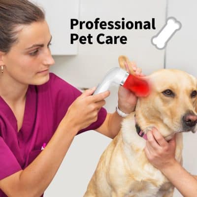 A professional veterinary technician uses a laser device on the ear of a friendly Labrador retriever for pet care treatment, highlighting trusted animal healthcare services.