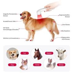 Dog health assessment showing common dental, skin, joint, and organ diseases in dogs and other pets like cats, rabbits, horses, and sheep.