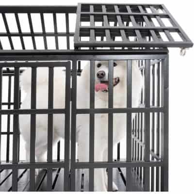 Dog in a black metal cage at Monalisa Medical Store.