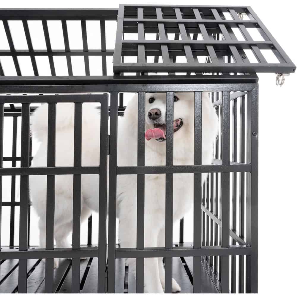 Dog in a black metal cage at Monalisa Medical Store.