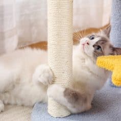 Playful cats on cat tree with scratching post and yellow toy at Monalisa Medical store.