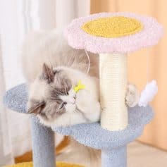 Fluffy Ragdoll kitten playing on a colorful cat tree, perfect for indoor cats and pet enrichment.
