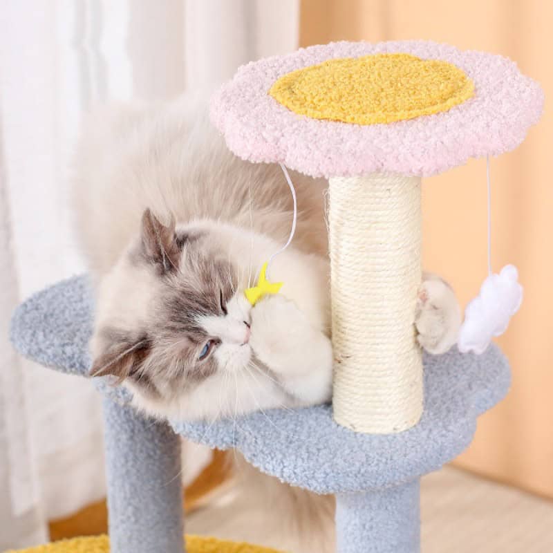 Fluffy Ragdoll kitten playing on a colorful cat tree, perfect for indoor cats and pet enrichment.