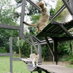 Metal outdoor cat enclosure with climbing platforms and mesh walls, ideal for feral and outdoor cats, providing safe space to play and explore.