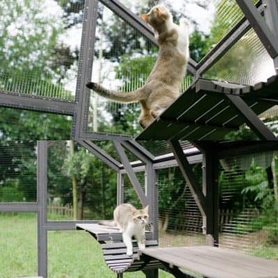 Metal outdoor cat enclosure with climbing platforms and mesh walls, ideal for feral and outdoor cats, providing safe space to play and explore.