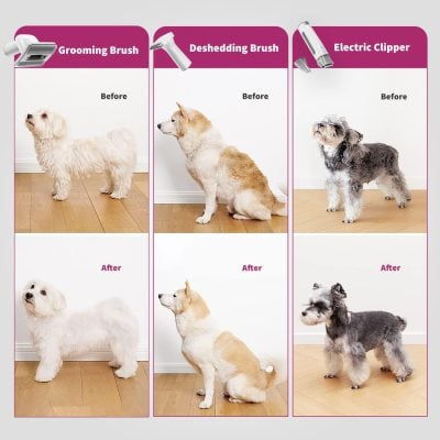 Shiny, well-groomed dogs with grooming tools including a grooming brush, deshedding brush, and electric clipper, showcased before and after grooming results at Monalisa Medical Store.