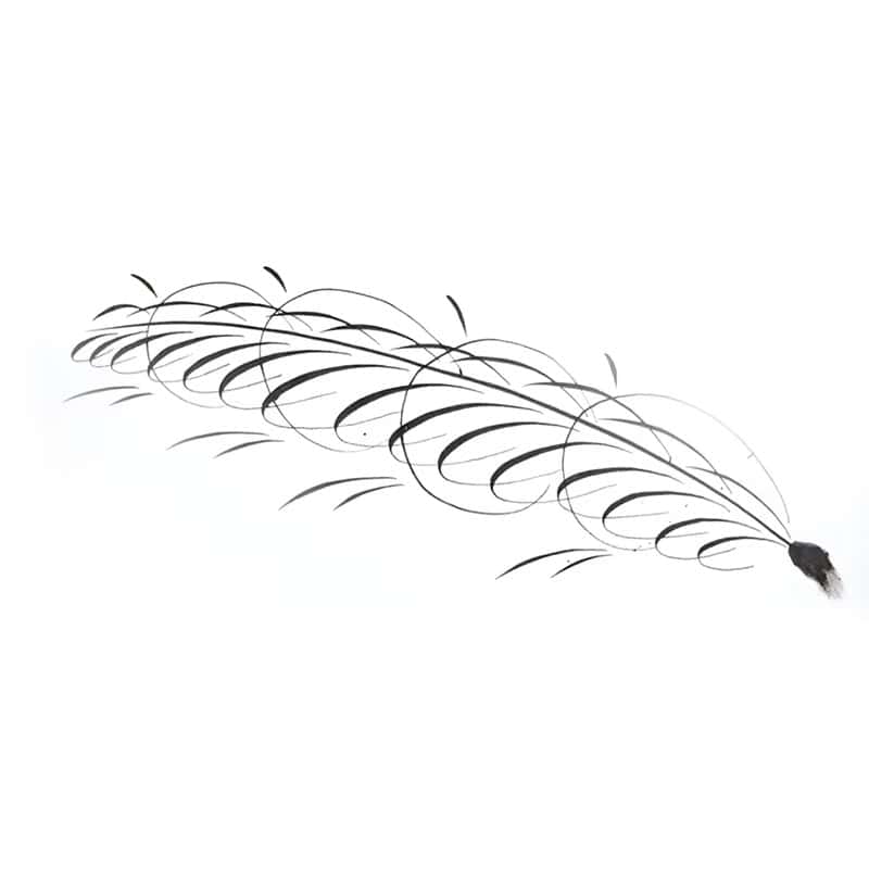 Elegant black feather illustration with minimalist design for optical store branding and eyewear fashion. Perfect for beauty, style, and vision accessories branding.