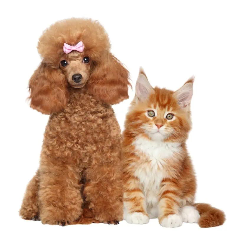 Dog with pink bow on ear, cute poodle and adorable orange tabby cat sitting together, pet store, pet accessories, grooming, cheerful animals, pet care products, Monalisa Medical.