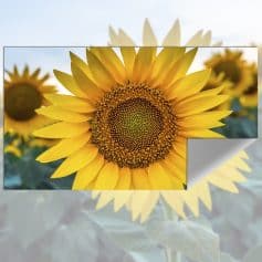 Vibrant sunflower with fresh, bright petals set against a clear sky, emphasizing natural beauty and health benefits, ideal for optics and eye health branding.