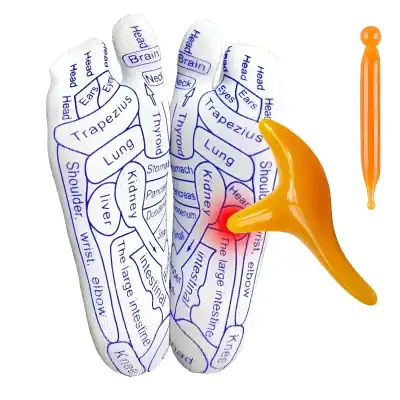 Medicial reflexology foot model with acupressure points highlighted for health and wellness, showcasing the many meridian zones like lung, heart, stomach, and kidney, used for holistic health assessment.