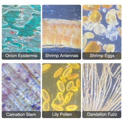 Micrograph of onion epidermis showing cell structure and transparency for eye health.