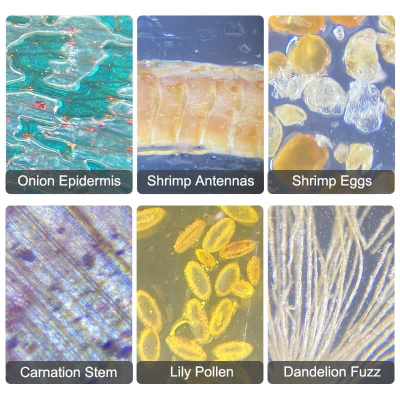 Micrograph of onion epidermis showing cell structure and transparency for eye health.
