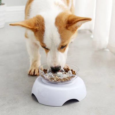 High-tech pet water dispenser with automatic food and water supply for dogs and cats.