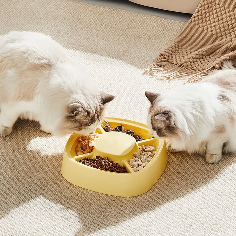 Feeding cats with food bowl on beige carpet, two Ragdoll cats enjoying meal, pet food in various sections, cozy home setting, Monalisa Store pet supplies, high-quality cat nutrition, luxury pet accessories, feline health and wellness products.