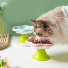 Elegant cat eating dry food from colorful ceramic pet bowls, cozy home setting with modern decor, ideal for pet care and nutrition.
