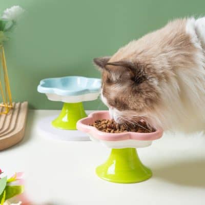 Elegant cat eating dry food from colorful ceramic pet bowls, cozy home setting with modern decor, ideal for pet care and nutrition.