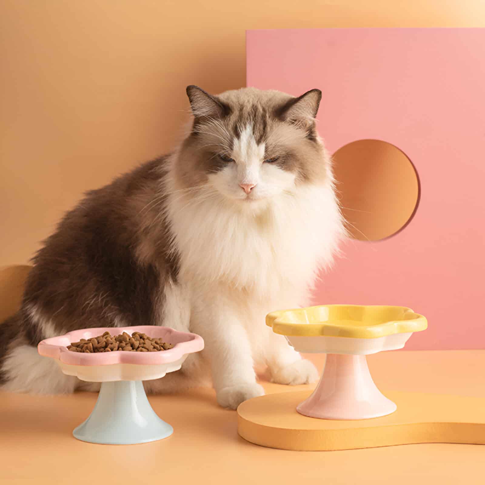 Elegant Ragdoll cat with plush fur and striking blue eyes sitting next to pastel-colored pet bowls in a modern, artistic setting. Ideal for pet care, food, and accessories focus.