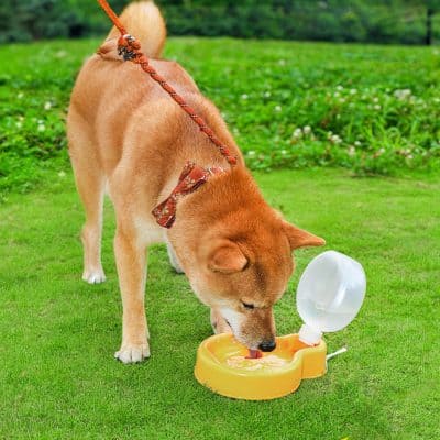 Furry Shiba Inu dog drinking from a pet water fountain outdoors on a green lawn, emphasizing pet hydration and health.