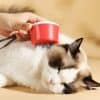 Gentle pet grooming brush being used on a relaxed Ragdoll cat, highlighting pet care and grooming tools from Monalisa Store.