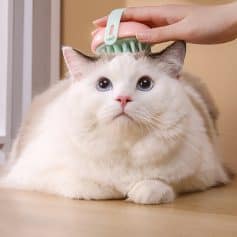 - A white and cream domestic cat being gently groomed with a brush by a person indoors.