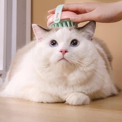 - A white and cream domestic cat being gently groomed with a brush by a person indoors.