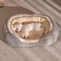 Cozy pet bed with a white puppy lying inside, comfortable and plush, ideal for small dogs or cats, featuring soft cushions for a relaxing sleep space.