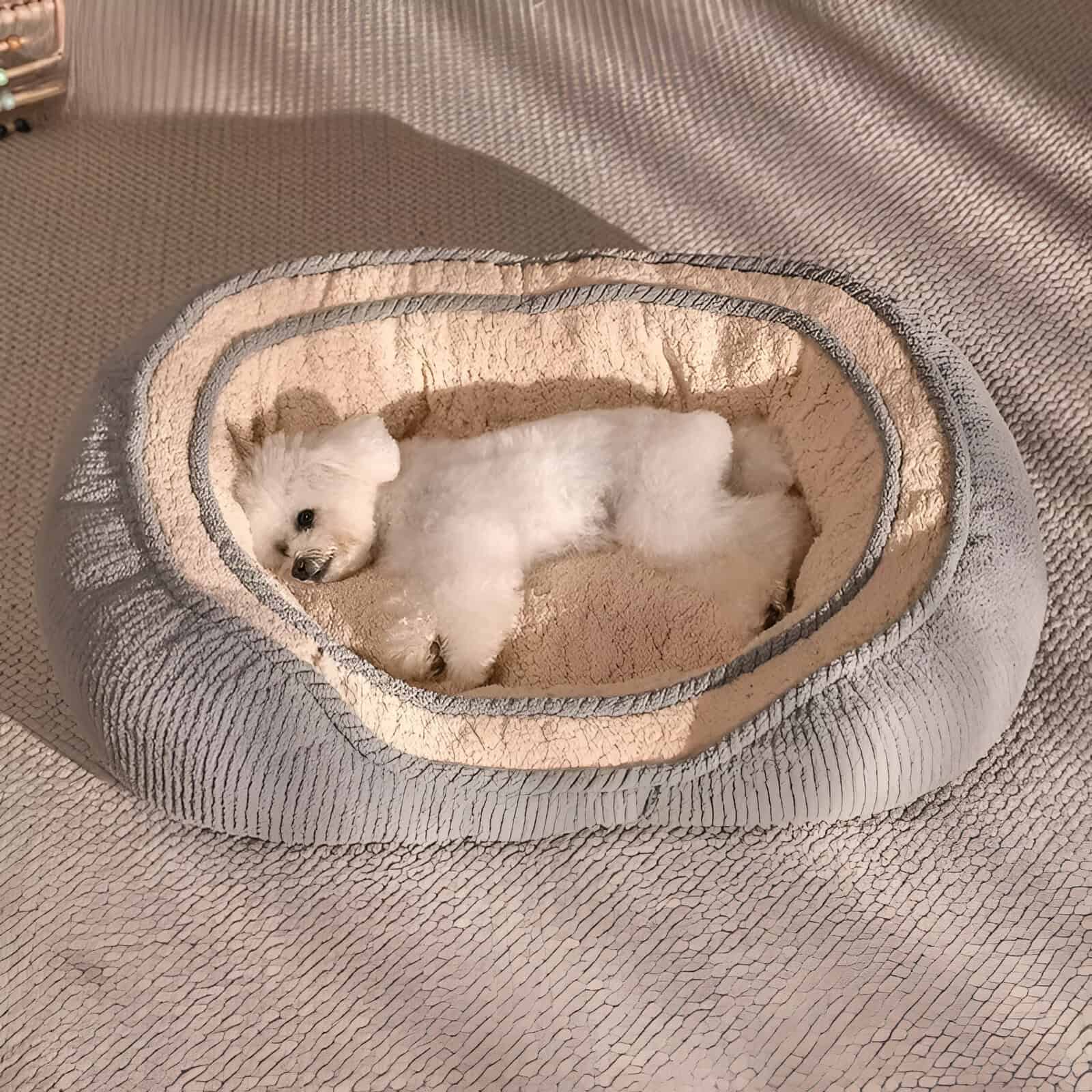 Cozy pet bed with a white puppy lying inside, comfortable and plush, ideal for small dogs or cats, featuring soft cushions for a relaxing sleep space.