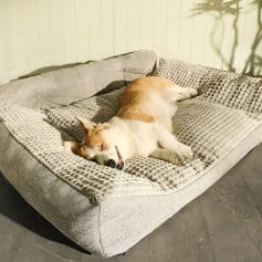 Comfortable dog sleeping on a plush pet bed at Monalisa Store, offering premium pet accessories and cozy sleep solutions. Perfect for pet owners seeking quality pet beds and comfort.