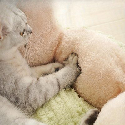 Adorable kitten playing with plush blanket, cozy and cute pet scene.
