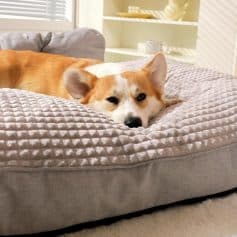 Corgi dog resting peacefully on a plush bed in a cozy living room setting.
