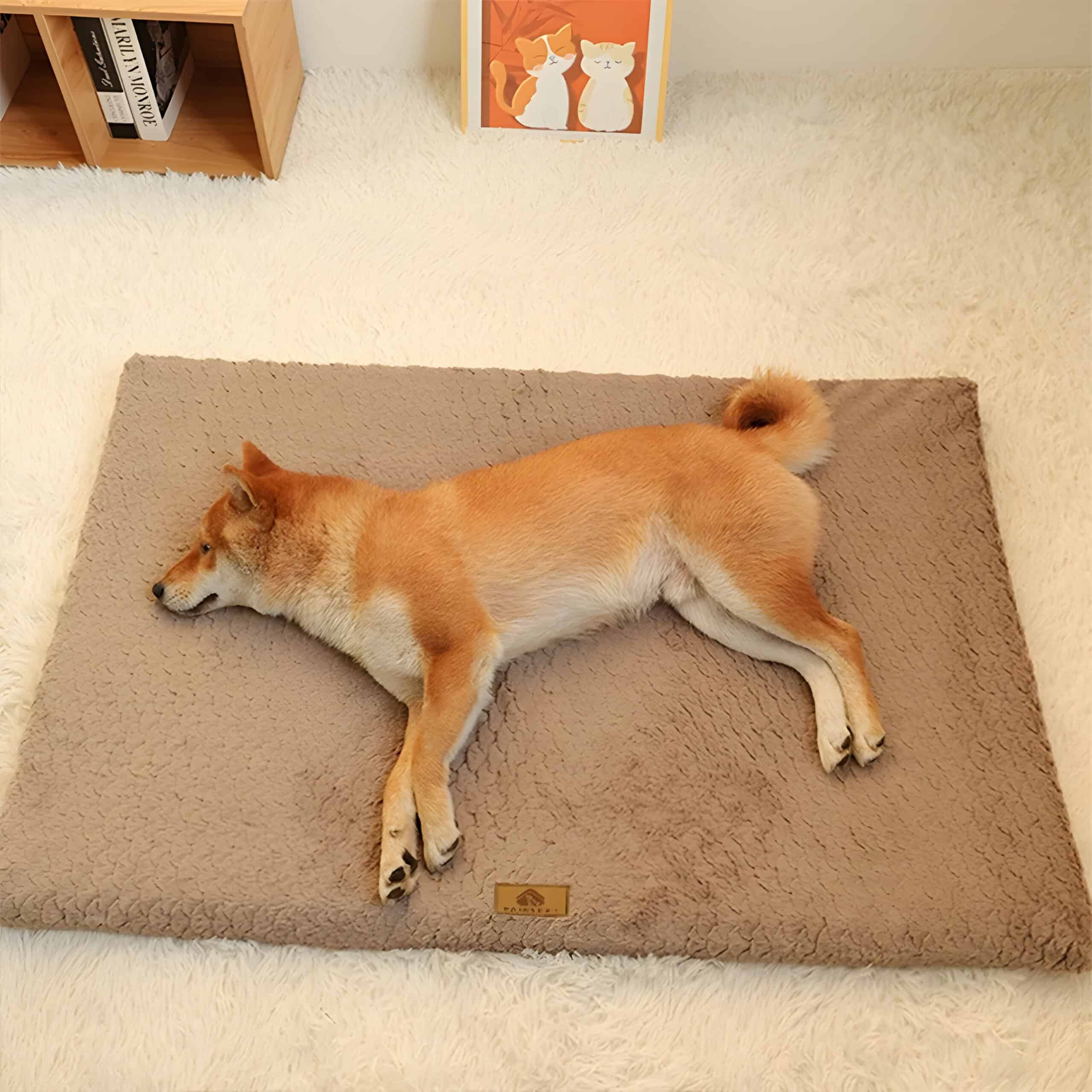 Shiba Inu dog lying peacefully on a plush beige pet bed inside a cozy room with decorative cat artwork and books in the background. Perfect for pet comfort and relaxation.