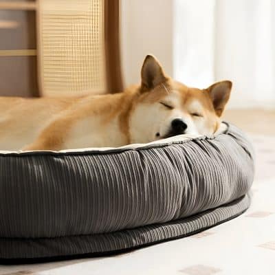 Comfortable resting dog in a pet bed, showcasing cozy pet accessories and comfort for dogs, ideal for pet owners seeking quality pet beds and accessories for their furry friends.